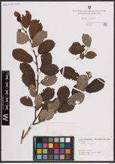 Foto von Salix caprea L.